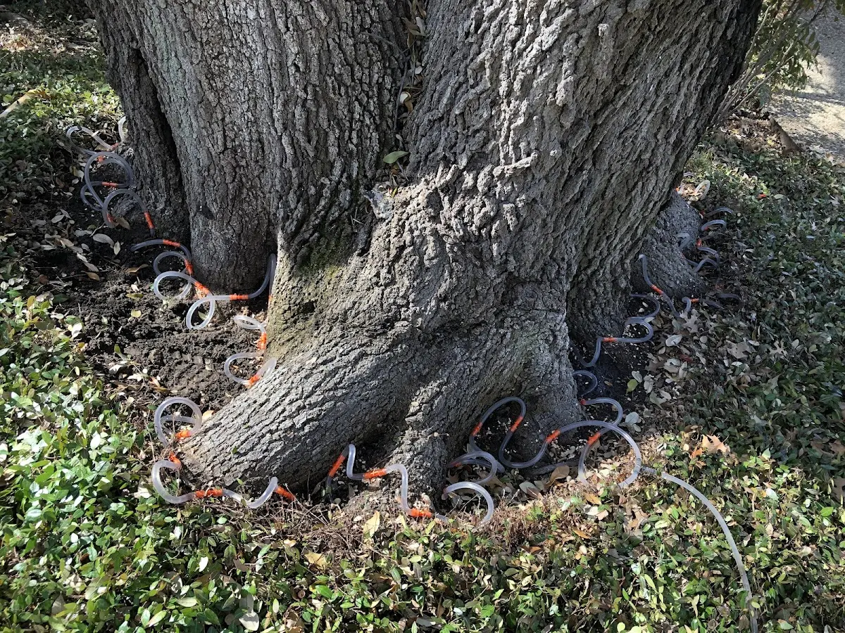 Detailed Tree Cabling and Bracing job site in Central